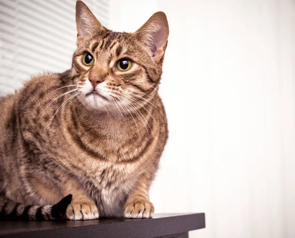 Gatto ocicat adulto, animale domestico tabby occhi verdi, indoor Fotografia Stock