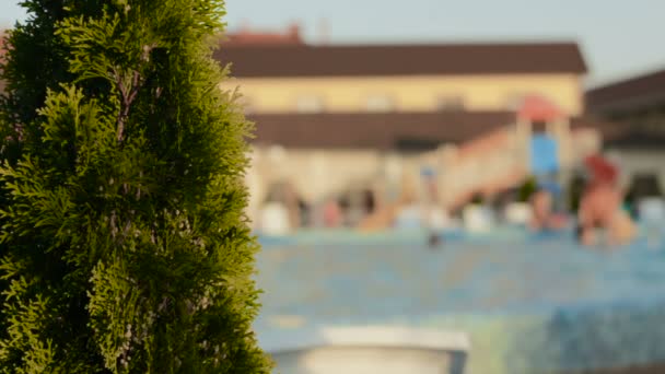 Cypress träd nära pool med personer på bakgrund — Stockvideo