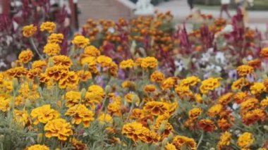 Chernovrivtsy çiçeği road yakınındaki bir takas üzerinde