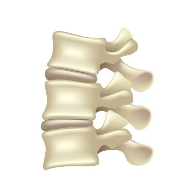 Lomber izole üzerinde beyaz vektör