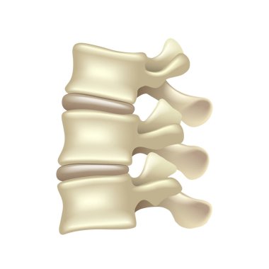 Lumbar spine isolated on white vector clipart