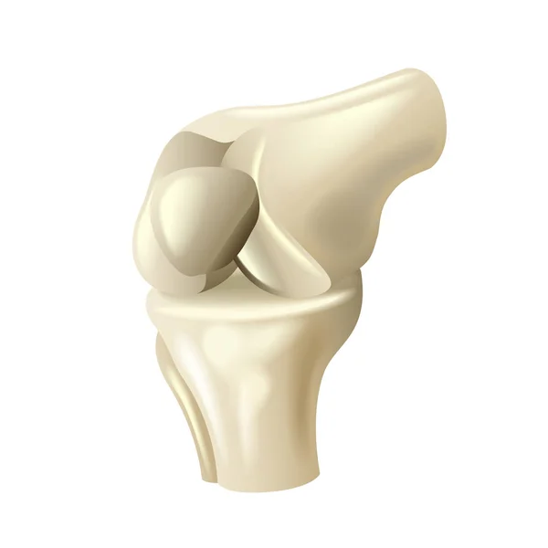 白いベクトルに分離した膝関節 — ストックベクタ