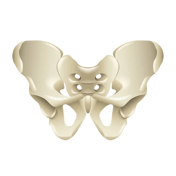 Pelvis bone isolated on white vector — Stock Vector