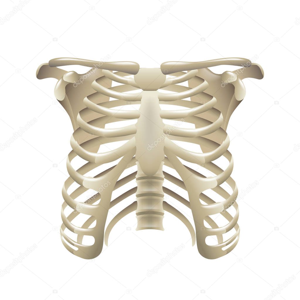 Rib cage isolated on white vector Stock Vector Image by ©andegraund548 ...