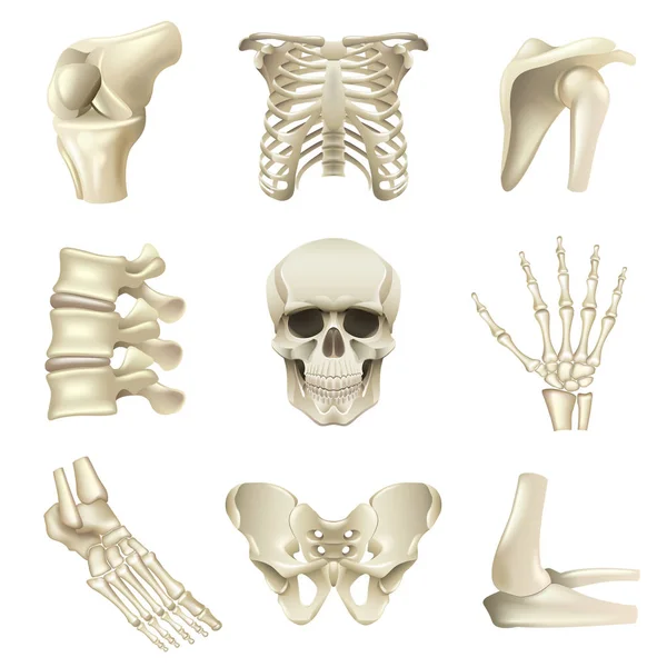 Human bones icons vector set — Stock Vector