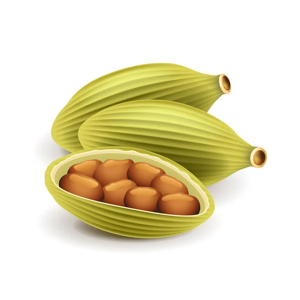 Cardamomo aislado en vector blanco — Vector de stock