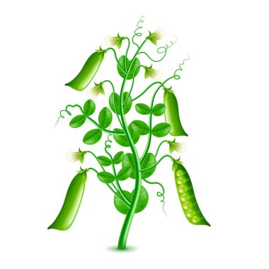 İzole üzerinde beyaz vektör büyüyen bezelye bitki