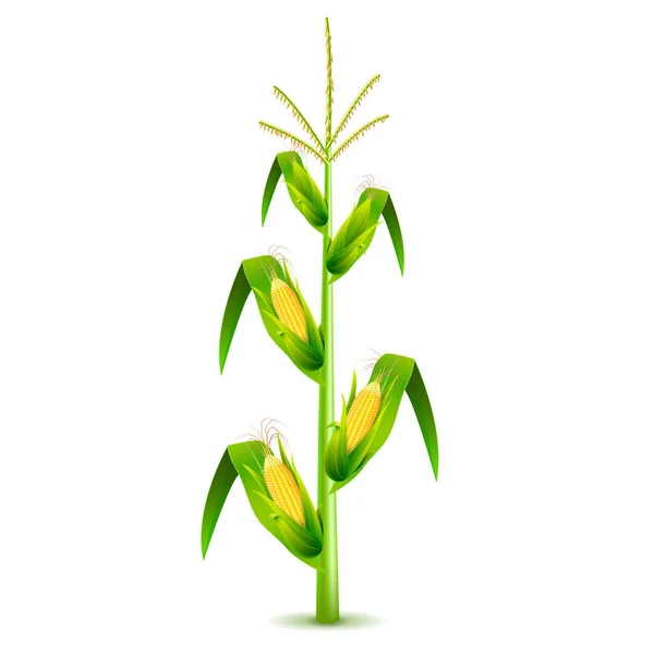 Pianta di mais in crescita isolata su vettore bianco — Vettoriale Stock