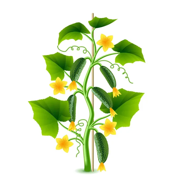 Groeiende komkommer plant geïsoleerd op witte vector — Stockvector