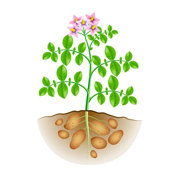 Cultivo de patatas planta aislada en vector blanco — Archivo Imágenes Vectoriales
