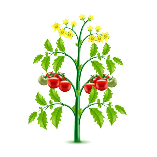 Выращивание томатного растения изолировано на белом векторе — стоковый вектор