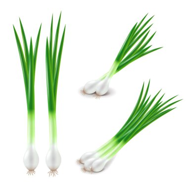 Green onions set isolated on white vector clipart
