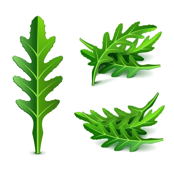 Fresh arugula set isolated on white vector — Stock Vector