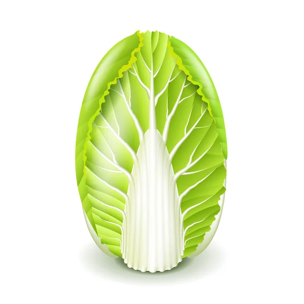 Fresh chinese cabbage isolated on white vector — Stock Vector
