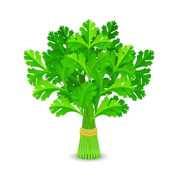 Parsley isolated on white vector — Stock Vector