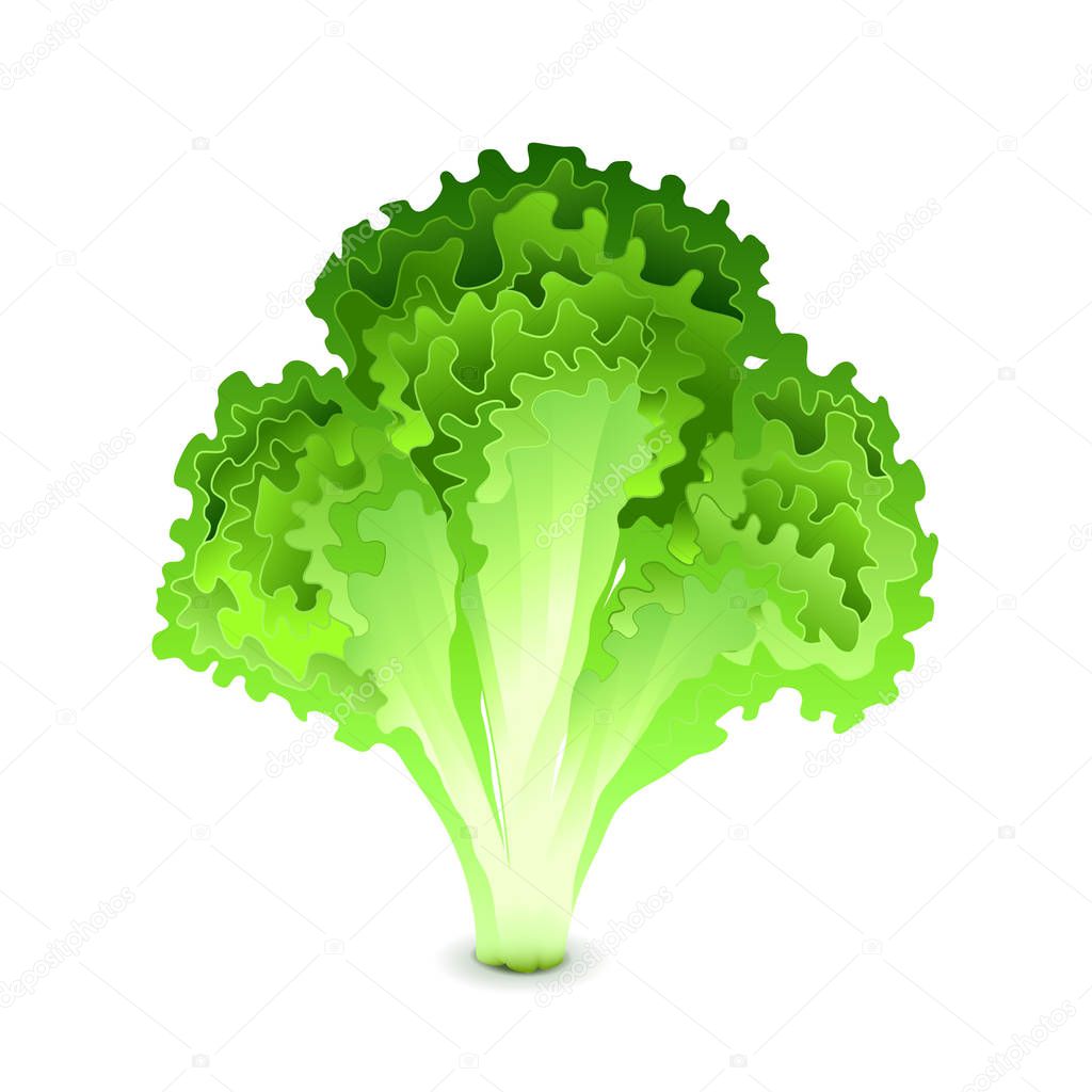 Green salad leaves isolated on white vector