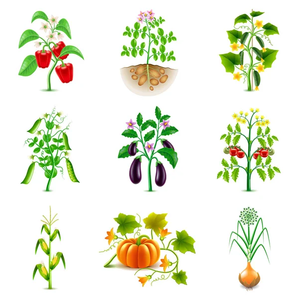 Anbau landwirtschaftlicher Pflanzen Symbole Vektor-Set — Stockvektor