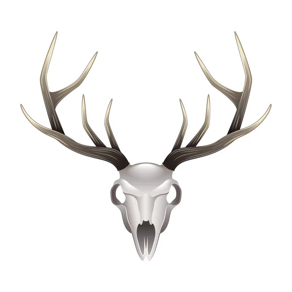 Deer skull widok z przodu na białym tle wektor — Wektor stockowy