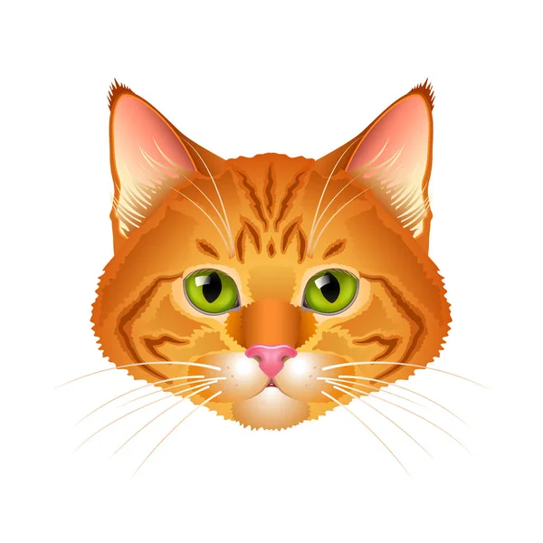 Red cat realistic portrait isolated vector — Stock Vector