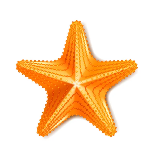 Estrella de mar aislada en vector blanco — Vector de stock