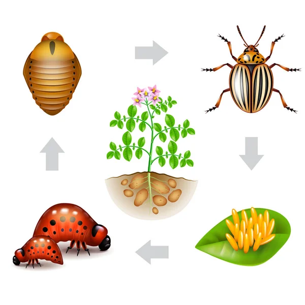 Жизнь жуков Колорадо изолирована на белом векторе — стоковый вектор