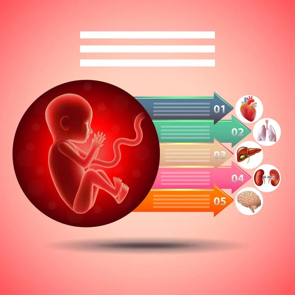Fetus infografis kehamilan dengan perkembangan organ pada vektor latar belakang merah - Stok Vektor