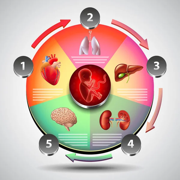 Infografica con feto su diagramma colorato e vettore di organi — Vettoriale Stock