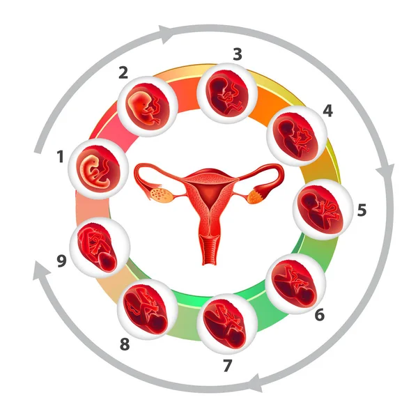 Infografiken mit Gebärmutter und Schwangerschaftsmonaten auf weißem Hintergrund — Stockvektor