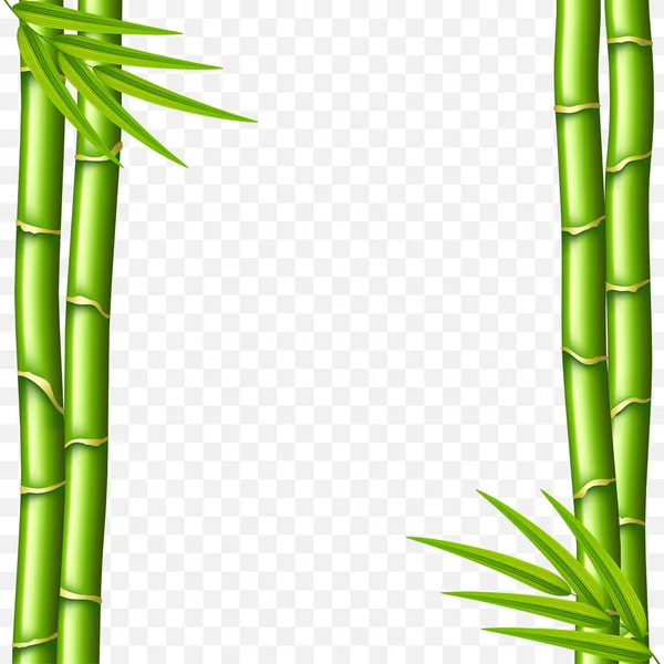 Hastes de bambu isoladas em vetor branco — Vetor de Stock