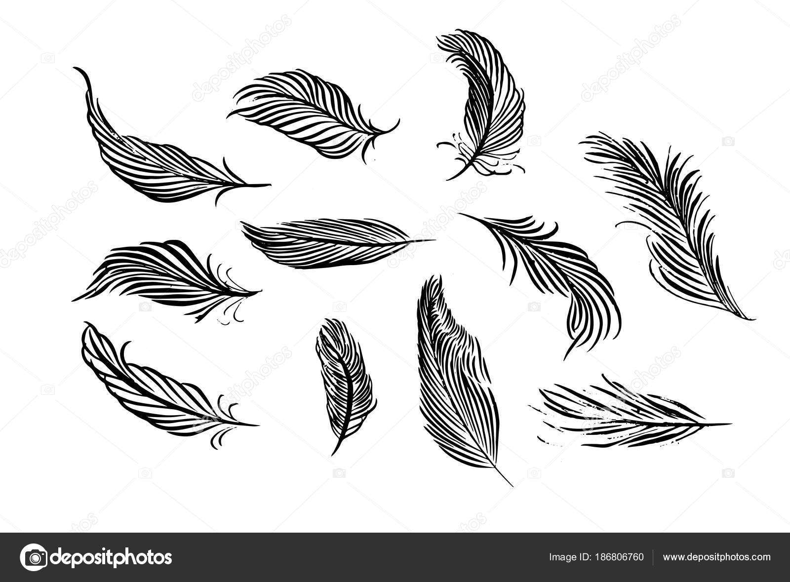 手の描かれた羽のコレクションです 筆ペンのインクのイラスト は ストックベクター C Katerinareka