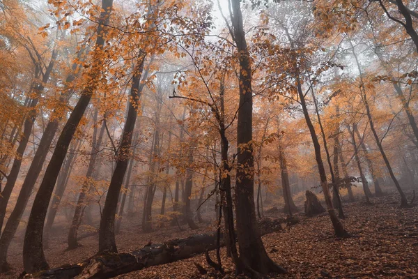 Magic forest in the fog