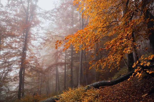 Magic forest in the fog