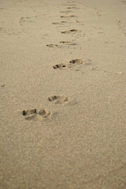 Yaz deniz, kum, dikey üzerinde köpek ayak izleri