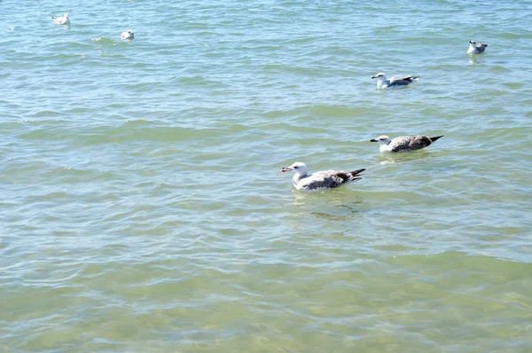 Winter Sea Gulls Fishing Quiet Blue Sea — Stock Photo, Image