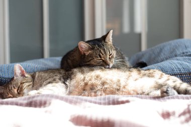 Kışın evdeki kanepede yatan iki kedi.