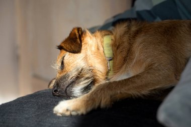 Evdeki kanepede uyuyan köpeğin yakın çekimi.