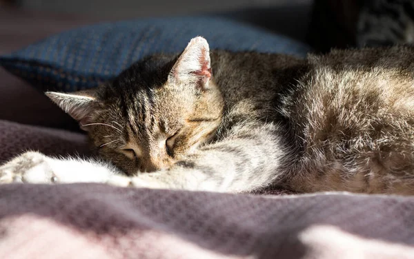 Close-up of tabby cat sleeping at home — Stock Photo, Image