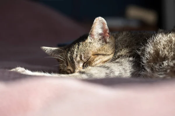 집에서 자고 있는 식탁보 고양이의 근접 사진 — 스톡 사진