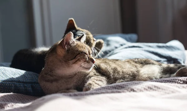 Cat lies and washes the paws — Stock Photo, Image