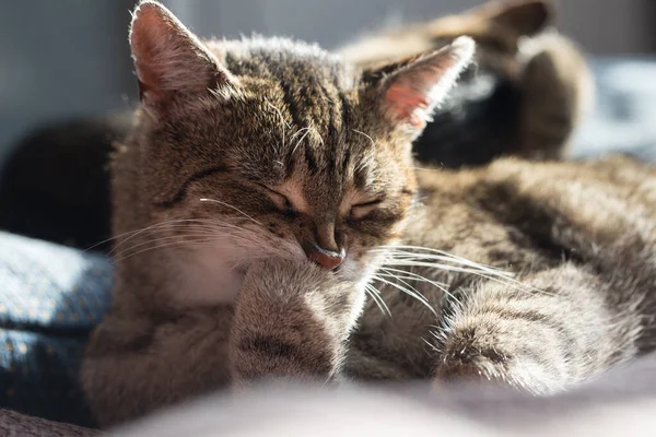 Cat lies and washes the paws — Stock Photo, Image