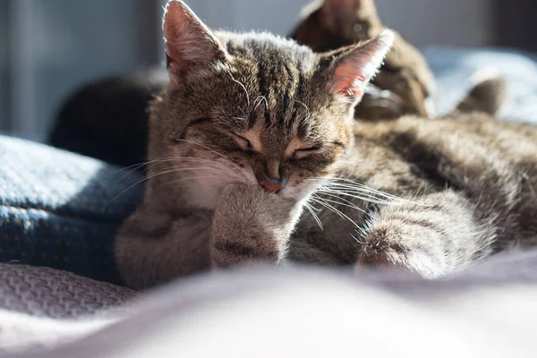 Gatto mente e lava le zampe — Foto Stock