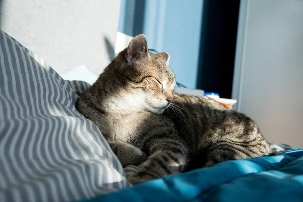 Relaxed domestic cat at home, indoor — Stock Photo, Image