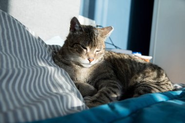 Evde, evde rahat bir kedi.