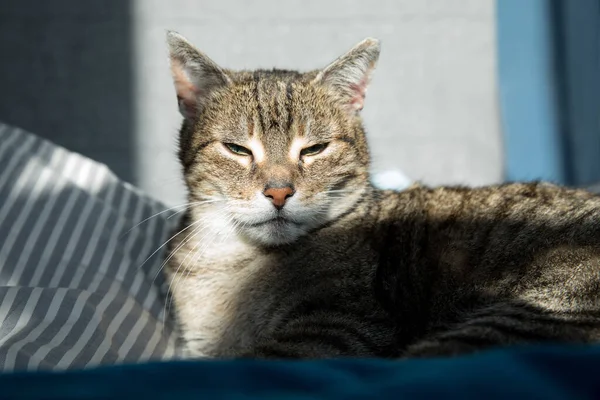 Gato doméstico relajado en casa, interior —  Fotos de Stock