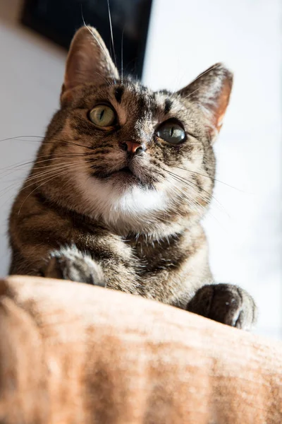 Расслабленная домашняя кошка дома, в помещении — стоковое фото