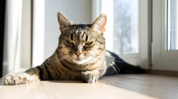 Gatto domestico rilassato a casa, indoor — Foto Stock