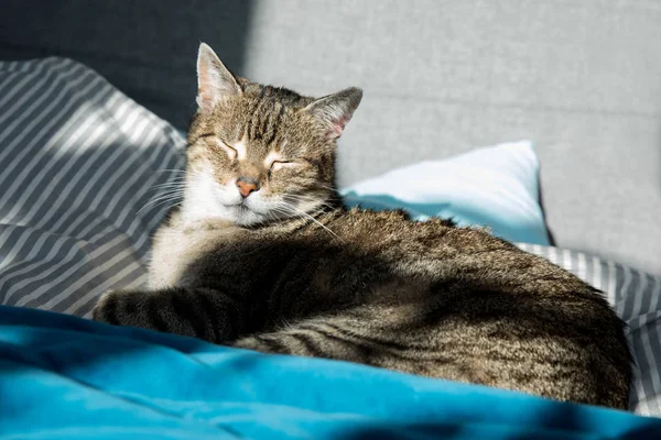 Relaxado gato doméstico em casa, interior — Fotografia de Stock