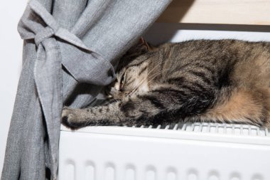 Tatlı kedi uyuyor, radyatörde kedi var. 