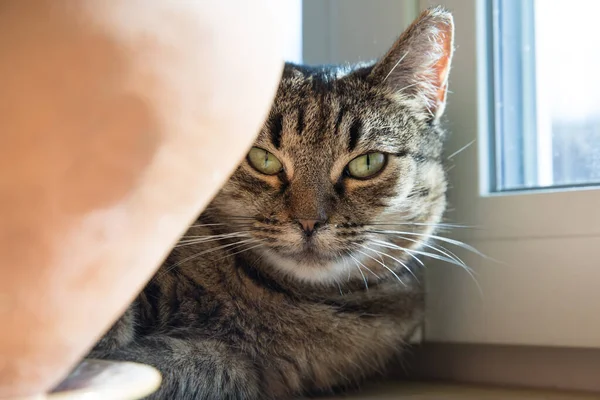 Carino Gatto Addormentato Gatto Sul Radiatore — Foto Stock