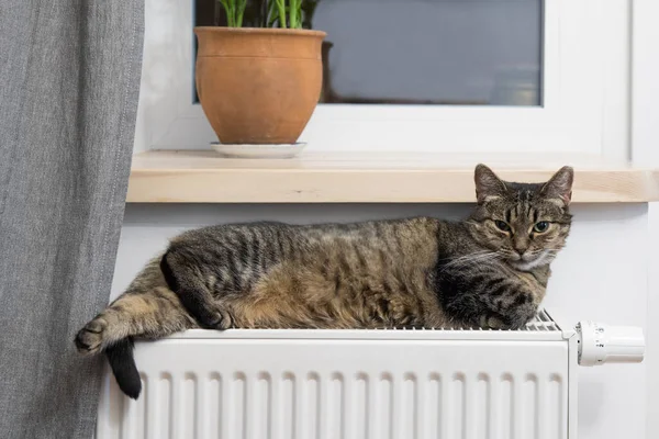 Милая Кошка Спит Кошка Радиаторе — стоковое фото